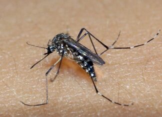 Balneário Piçarras soma 1.121 casos positivos de Dengue