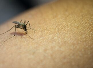 Balneário Piçarras soma 1.454 casos positivos de Dengue