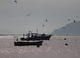 Lideranças cobram celeridade do Ministério da Pesca para execução de Plano de Gestão para pesca da corvina