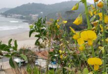 Itajaí: Trilha das Cotias segue disponível para visitação