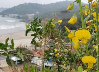 Itajaí: Trilha das Cotias segue disponível para visitação