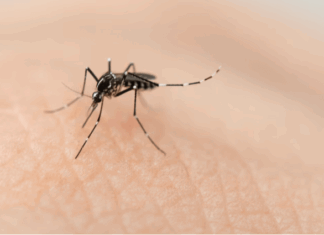 Balneário Piçarras contabiliza 1.850 casos de dengue e quatro óbitos