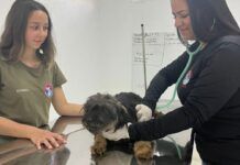 Balneário Piçarras castrou 550 animais no 1º quadrimestre de 2024