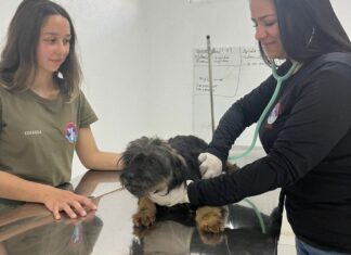 Balneário Piçarras castrou 550 animais no 1º quadrimestre de 2024