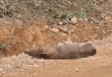 Grupo denuncia tortura e morte de cães no interior de Balneário Piçarras e Barra Velha
