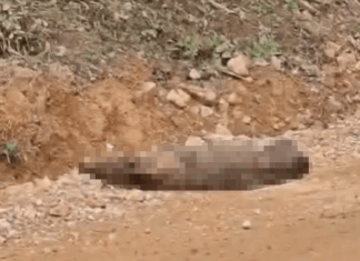 Grupo denuncia tortura e morte de cães no interior de Balneário Piçarras e Barra Velha