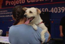 Balneário Piçarras: Restam 60 vagas para o mutirão de castração de cães e gatos