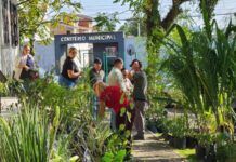 Secretaria de Agricultura de Barra Velha entrega mudas frutíferas e ornamentais