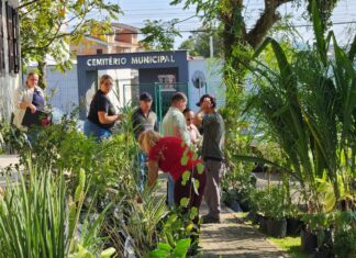 Secretaria de Agricultura de Barra Velha entrega mudas frutíferas e ornamentais