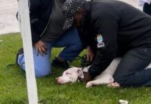 Dono de pitbull solto na rua é preso após o animal atacar uma criança de três anos em Navegantes