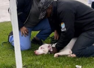 Dono de pitbull solto na rua é preso após o animal atacar uma criança de três anos em Navegantes
