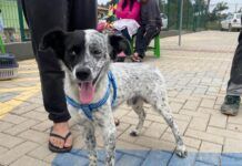 Mutirão gratuito castra 105 cães e gatos em Balneário Piçarras
