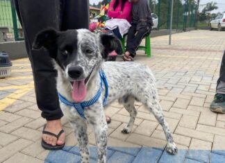 Mutirão gratuito castra 105 cães e gatos em Balneário Piçarras