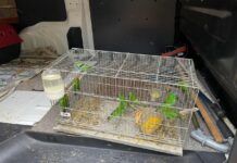 PF deflagra operação contra o tráfico internacional de animais silvestres