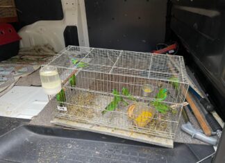 PF deflagra operação contra o tráfico internacional de animais silvestres