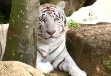 Ministério Público arquiva investigação sobre destinação de animais do Beto Carrero World