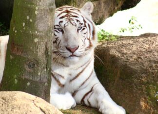 Ministério Público pede informações sobre destinação dos animais do zoológico do Beto Carrero