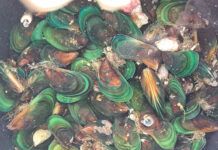 Univali inicia estudos sobre nova espécie de mexilhão encontrada no cultivo de Penha