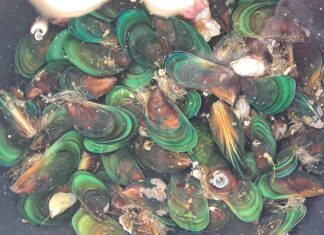 Univali inicia estudos sobre nova espécie de mexilhão encontrada no cultivo de Penha