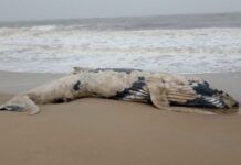 Baleia jubarte é encontrada encalhada na praia de Balneário Piçarras
