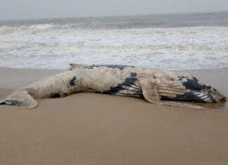 Baleia jubarte é encontrada encalhada na praia de Balneário Piçarras