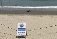 Lobo-marinho é encontrado na Praia do Gravatá, em Navegantes