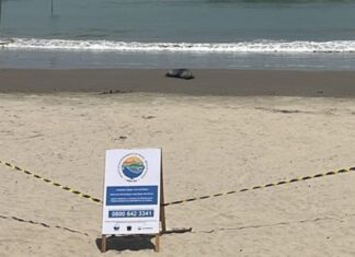 Lobo-marinho é encontrado na Praia do Gravatá, em Navegantes