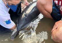 Golfinho é resgatado na Praia do Gravatá, em Navegantes