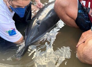 Golfinho é resgatado na Praia do Gravatá, em Navegantes