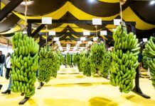 Luiz Alves conquista selo de Indicação Geográfica para bananas cultivadas no município