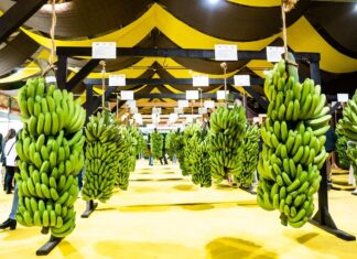 Luiz Alves conquista selo de Indicação Geográfica para bananas cultivadas no município