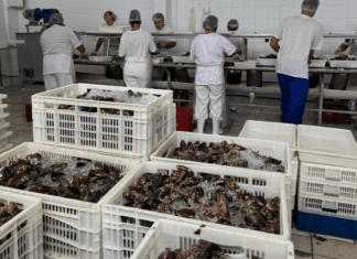 Cooperativa de Maricultores de Penha leva produto local aos grandes centros econômicos do Brasil