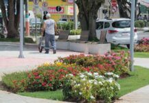 Paisagismo transforma ruas de Navegantes com plantio de até 15 mil flores por mês