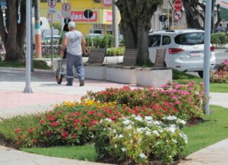 Paisagismo transforma ruas de Navegantes com plantio de até 15 mil flores por mês