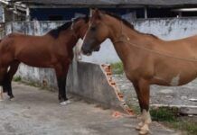 Navegantes: Prefeitura resgata três cavalos que estavam soltos no bairro São Domingos