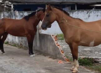 Navegantes: Prefeitura resgata três cavalos que estavam soltos no bairro São Domingos