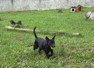Balneário Piçarras tem 40 animais disponíveis para adoção
