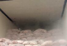 PRF localiza camarão argentino contrabandeado escondido em carga de peixe na BR-101
