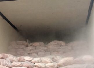 PRF localiza camarão argentino contrabandeado escondido em carga de peixe na BR-101