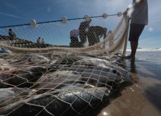 Santa Catarina protocola ação no STF para derrubada das cotas para a pesca artesanal da tainha