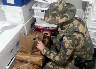 Operação apreende mais de meia tonelada de pescado irregular no litoral catarinense