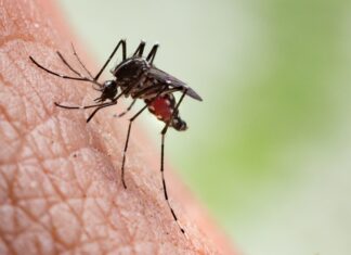 Saúde Estadual registra duas mortes por chikungunya em 2025