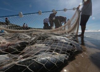 Santa Catarina protocola ação no STF para derrubada das cotas para a pesca artesanal da tainha