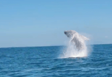 Gigantes dos oceanos começam a ser avistadas no litoral catarinense