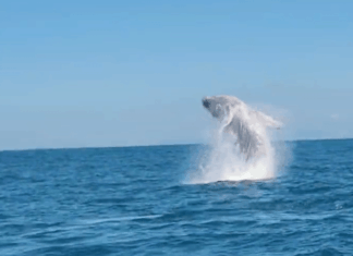 Gigantes dos oceanos começam a ser avistadas no litoral catarinense
