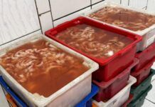 PF combate o comércio ilegal de pescados em sete estados brasileiros