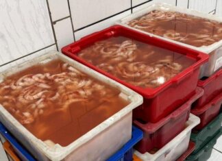 PF combate o comércio ilegal de pescados em sete estados brasileiros