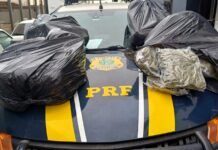 Homem é preso com quase 50 quilos de skunk em Imbituba