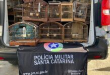 Polícia Militar apreende 69 pássaros mantidos em cativeiro ilegal em Itajaí