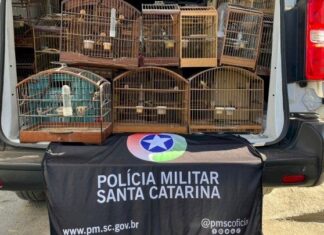 Polícia Militar apreende 69 pássaros mantidos em cativeiro ilegal em Itajaí